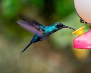 Green Hermit at Hummingbird Feeder, male | Phaethornis guy | Ermitaño Verde | Grön eremit, hane | Ermite vert | Grüner Schattenkolibri; Bosque Nuboso El Cocora Hummingbird | Colibries Garden | Cloud Forest Cocora, San Ramon, Alajuela, Costa Rica [2015]GPS Coord. Lat: 10.195402N, Long: 84.514098W; Copyright © Kristian Adolfsson: www.kristianadolfsson.com